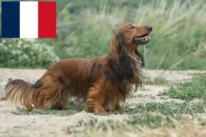 Read more about the article Criadores de Teckel e cachorros em França