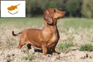 Read more about the article Criadores de Teckel e cachorros em Chipre