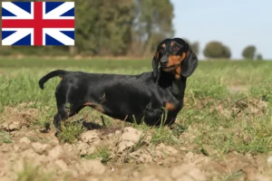 Read more about the article Criadores de Teckel e cachorros na Grã-Bretanha