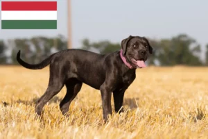 Read more about the article Criadores de Cane Corso Italiano e cachorros na Hungria
