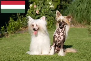 Read more about the article Criadores de cães de crista chinês e cachorros na Hungria
