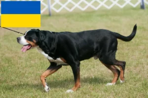 Read more about the article Cão de montanha suíço de raça e cachorros na Ucrânia