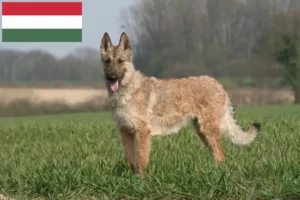 Read more about the article Criador de cães de pastor belga e cachorros na Hungria