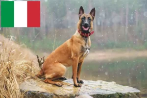 Read more about the article Criador de cães de pastor belga e cachorros em Itália