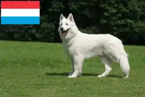Read more about the article Criadores de Pastor Suiço Branco e cachorros no Luxemburgo