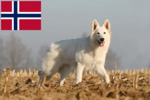 Read more about the article Criadores e cachorros de Pastor Suíço Branco na Noruega