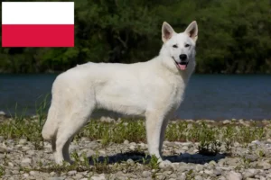 Read more about the article Cão de raça pastor suíço branco e cachorros na Polónia