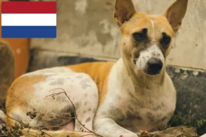 Read more about the article Criadores de cães párias indianos e cachorros nos Países Baixos