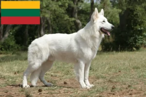 Read more about the article Criador de cães de pastor suíço branco e cachorros na Lituânia