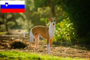 Read more about the article Criadores de sinos de vento italianos e cachorros na Eslovénia