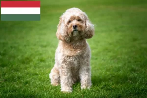 Read more about the article Criadores de Cavoodle e cachorros na Hungria