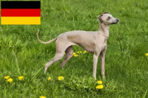 Read more about the article Criadores de sinos de vento italianos e cachorros na Alemanha