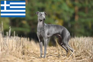 Read more about the article Criadores de sinos de vento italianos e cachorros na Grécia