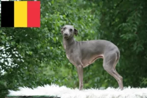 Read more about the article Criadores de sinos de vento italianos e cachorros na Bélgica