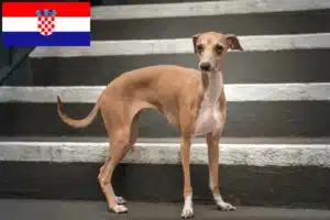 Read more about the article Criadores de sinos de vento italianos e cachorros na Croácia