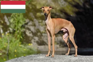 Read more about the article Criadores de sinos de vento italianos e cachorros na Hungria