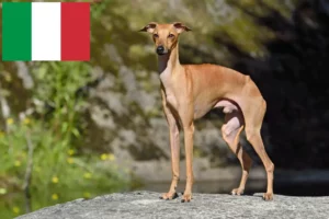Read more about the article Criadores de sinos de vento italianos e cachorros em Itália