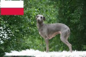 Read more about the article Criadores de sinos de vento italianos e cachorros na Polónia