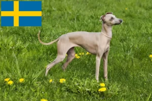 Read more about the article Criadores de sinos de vento italianos e cachorros na Suécia