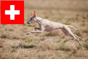 Read more about the article Criadores de sinos de vento italianos e cachorros na Suíça