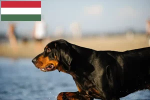 Read more about the article Criadores de Coonhound preto e castanho e cachorros na Hungria