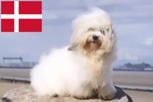 Read more about the article Criadores de Coton de Tuléar e cachorros na Dinamarca