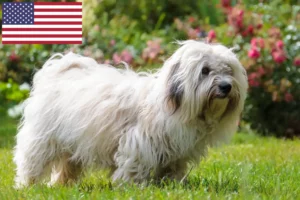 Read more about the article Criadores de Coton de Tuléar e cachorros nos EUA