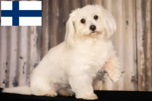 Read more about the article Criadores de Coton de Tuléar e cachorros na Finlândia