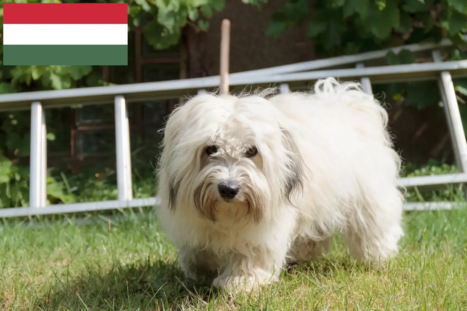 Coton de Tuléar cachorros e criadores Hungria Aqui pode encontrar criadores de Coton de Tuléars na Hungria.