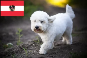 Read more about the article Criadores de Coton de Tuléar e cachorros na Áustria