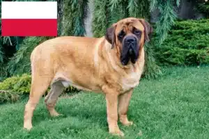 Read more about the article Criadores de Mastiff e cachorros na Polónia