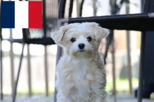 Read more about the article Criadores de Morkie e cachorros em França
