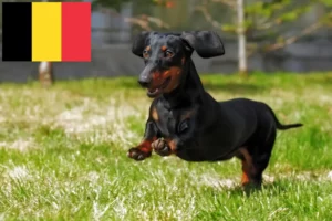 Read more about the article Criadores de Teckel e cachorros na Bélgica