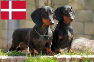 Read more about the article Criadores de Teckel e cachorros na Dinamarca