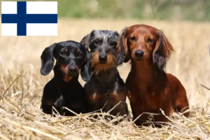 Read more about the article Criadores de Teckel e cachorros na Finlândia