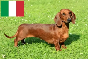 Read more about the article Criadores de Teckel e cachorros em Itália