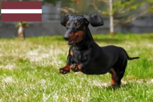 Read more about the article Criadores de Teckel e cachorros na Letónia