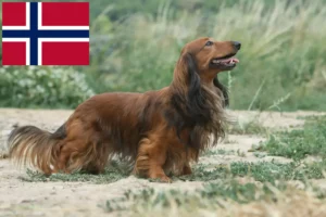 Read more about the article Criadores de Teckel e cachorros na Noruega