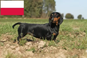 Read more about the article Criadores de Teckel e cachorros na Polónia