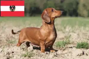 Read more about the article Criadores de Teckel e cachorros na Áustria
