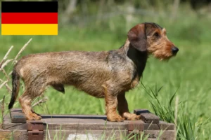 Read more about the article Criadores de Teckel e cachorros na Alemanha