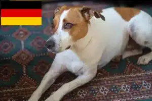 Read more about the article Criadores de cães de quinta dinamarqueses-suecos e cachorros na Alemanha