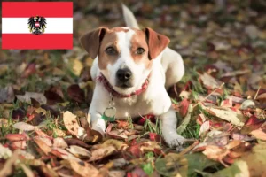 Read more about the article Criadores de cães de quinta dinamarqueses-suecos e cachorros na Áustria