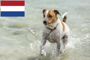 Read more about the article Criadores de cães de quinta dinamarqueses-suecos e cachorros nos Países Baixos