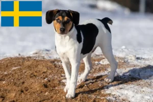 Read more about the article Criadores de cães de quinta dinamarqueses-suecos e cachorros na Suécia