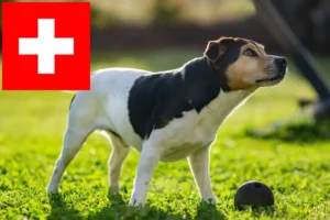 Read more about the article Criadores de cães de quinta dinamarqueses-suecos e cachorros na Suíça