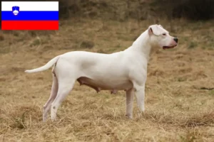 Read more about the article Criadores de Dogo Argentino e cachorros na Eslovénia