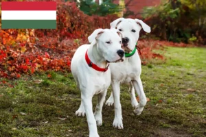 Read more about the article Criadores de Dogo Argentino e cachorros na Hungria