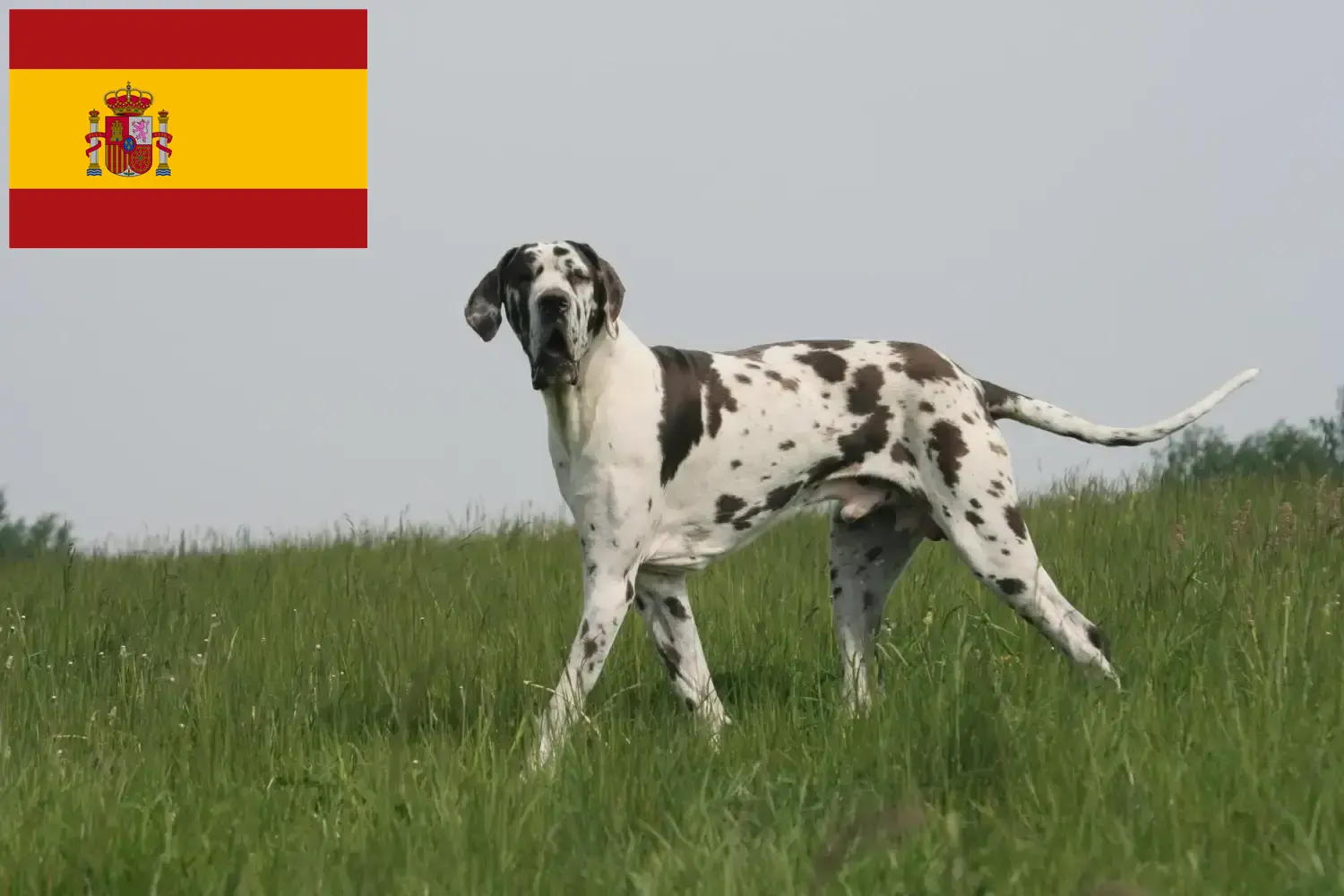 Cachorros e criadores de Dogue Alemão Espanha Aqui pode encontrar criadores de Dogue Alemão em Espanha.
