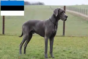 Read more about the article Criadores de Dogue Alemão e cachorros na Estónia